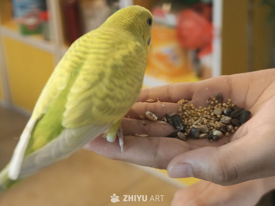 鹦鹉喂食素材