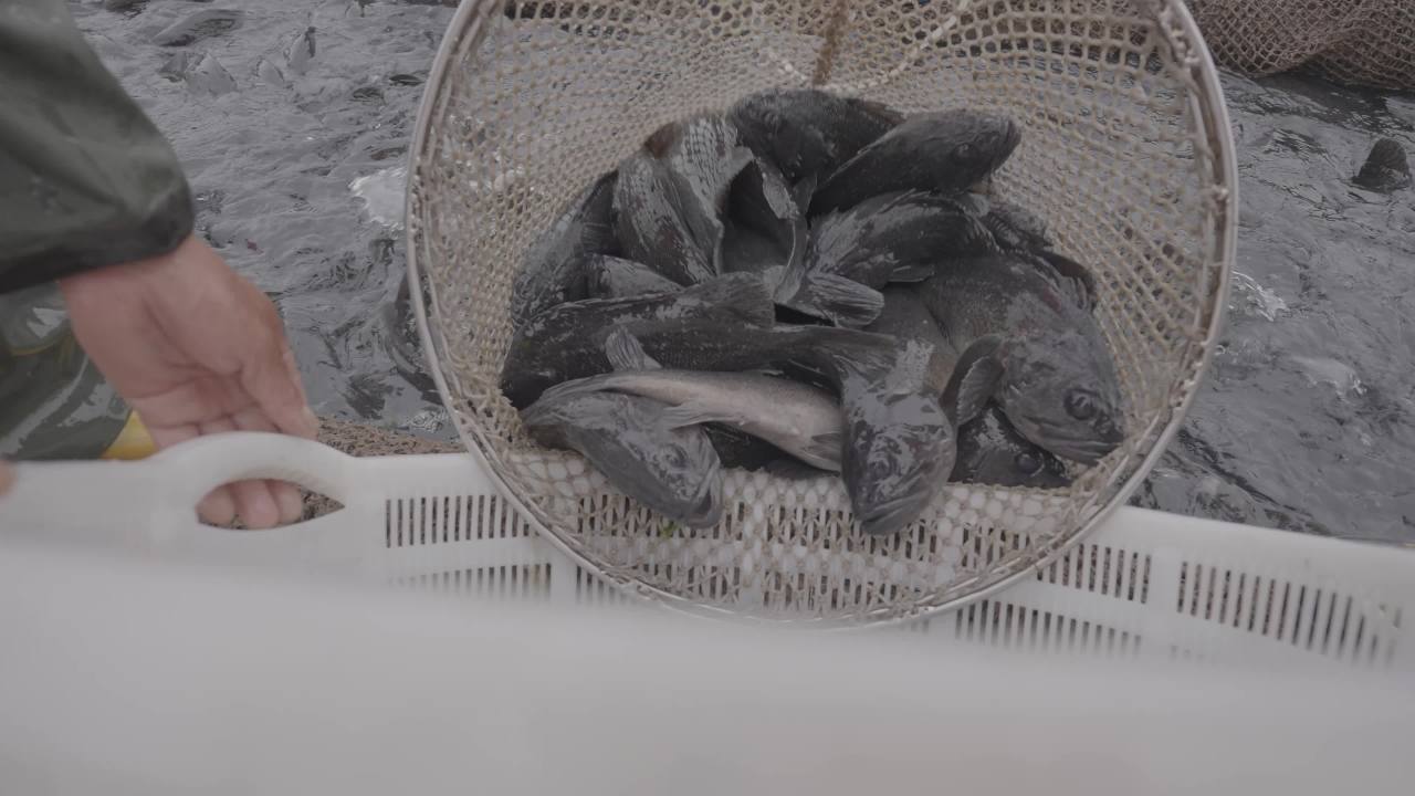 渔民捞鱼作业场景