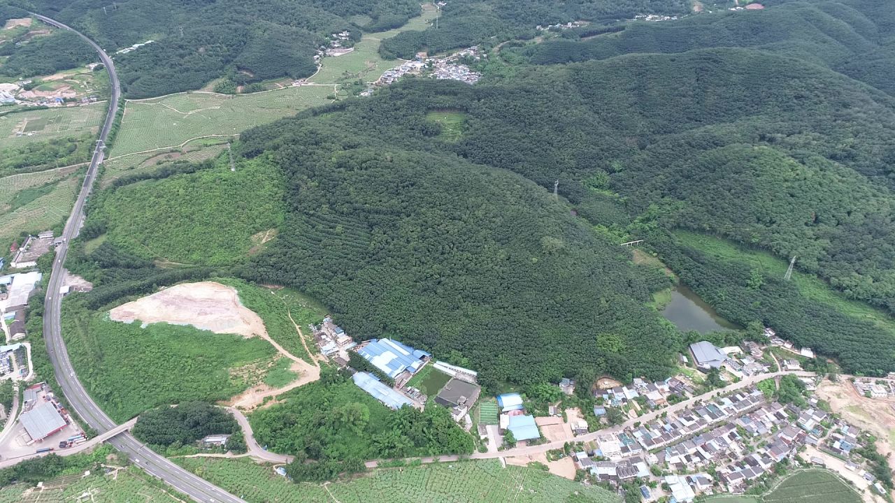 橡胶树林1