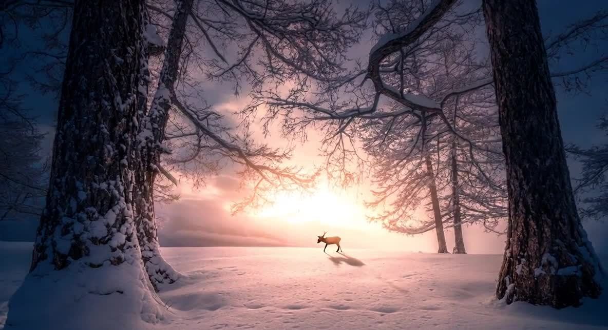 两棵粗壮的树木矗立在画面的两侧，树干上覆盖着白雪，