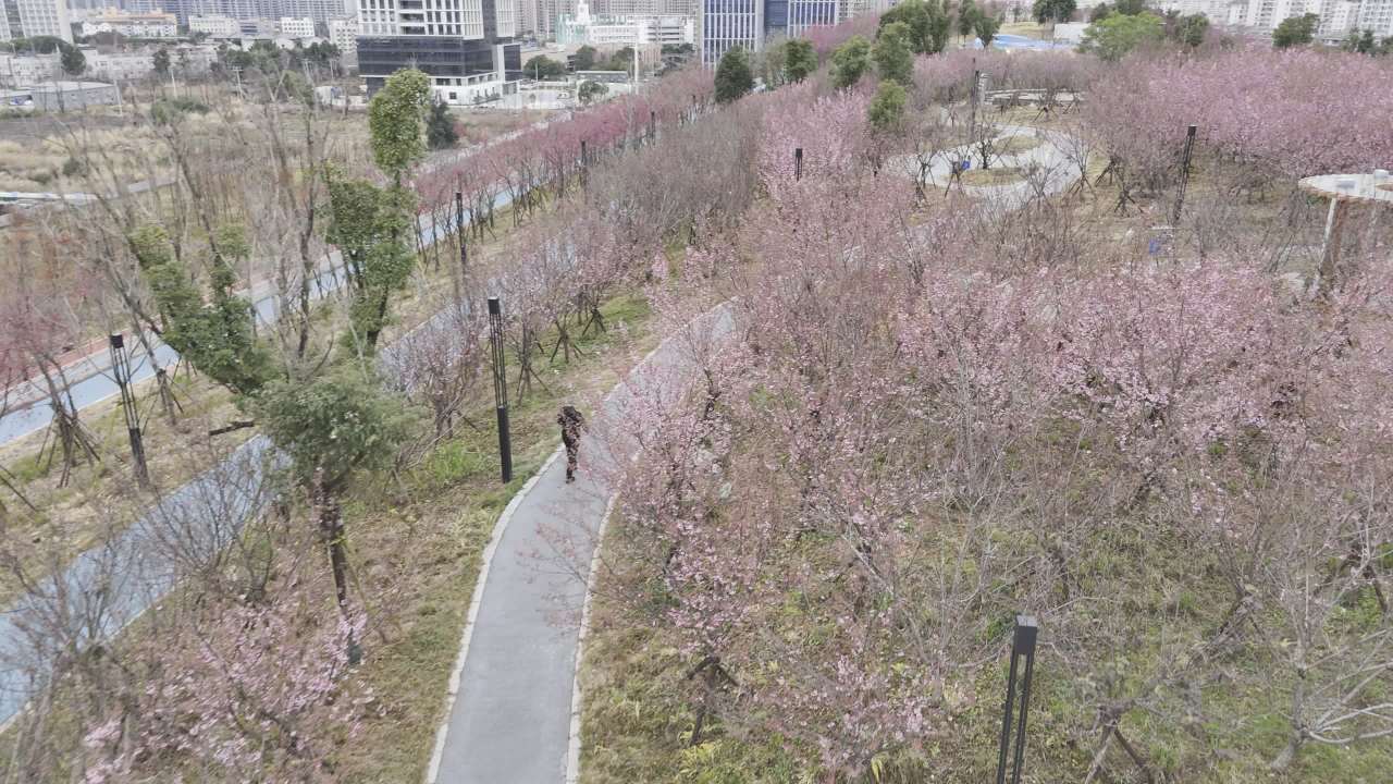 樱花盛开的公园