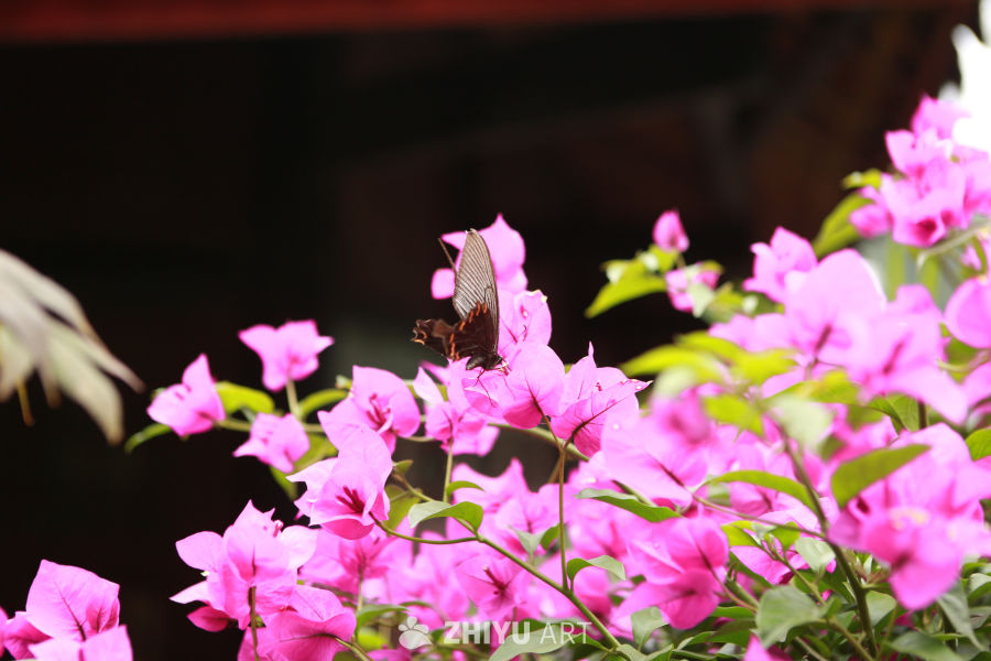 蝴蝶与粉花