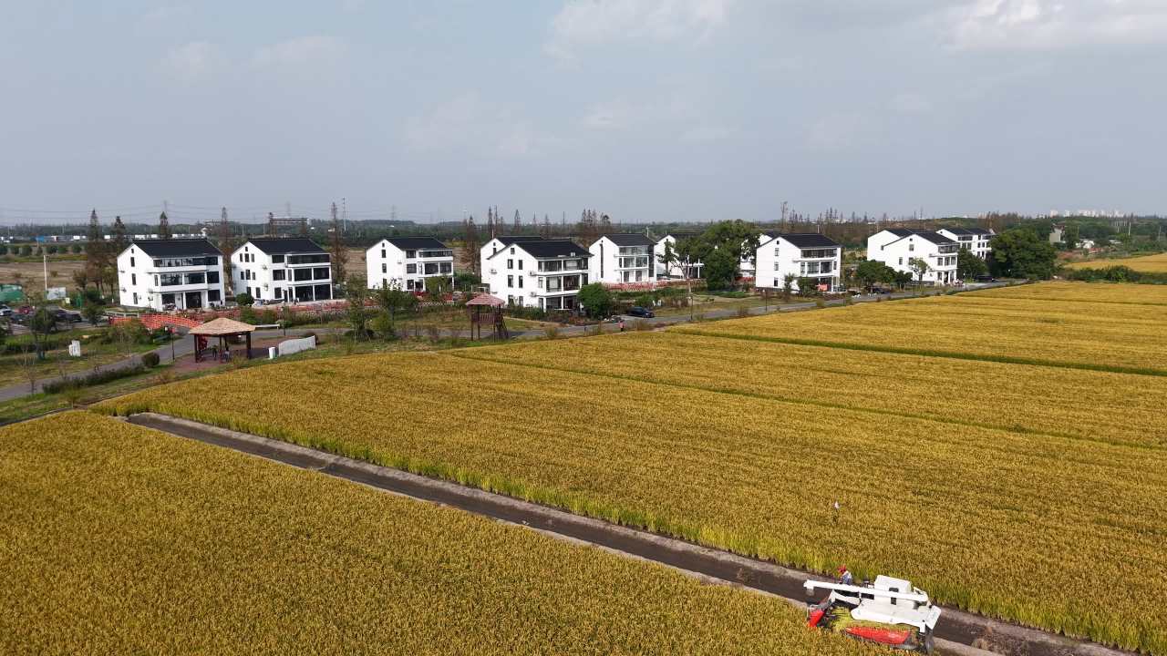 4K航拍江苏苏州稻田秋收 6