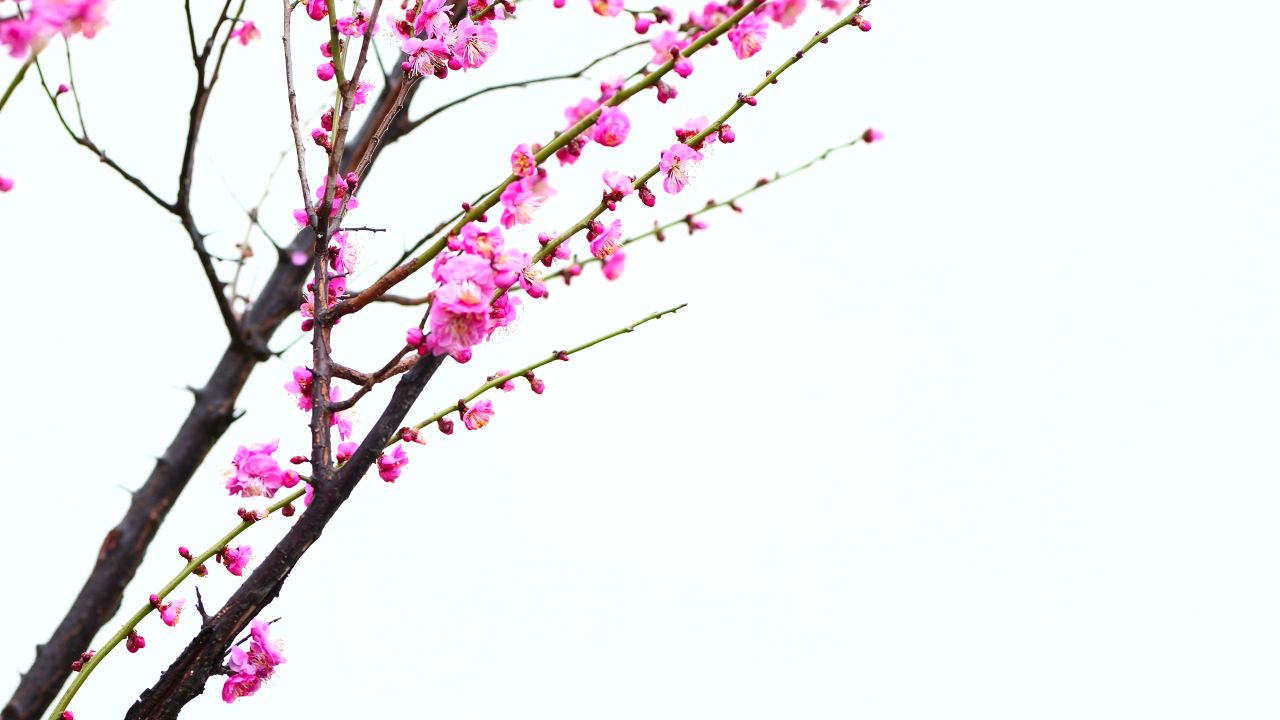桃花开了
