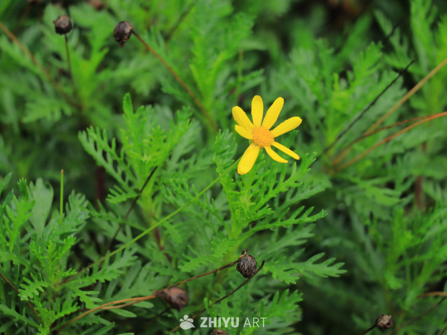 黄花绿叶的宁静时光