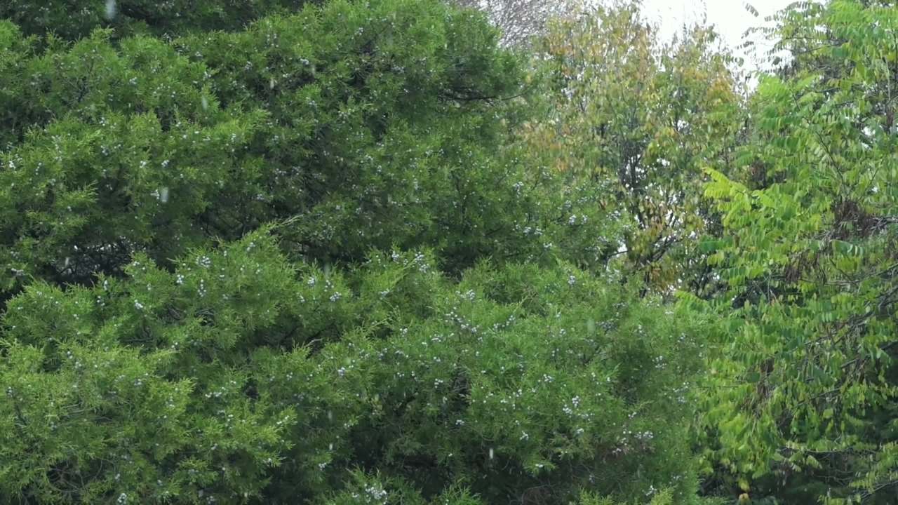 夏秋之交森林草地降雪 雨夹雪天气