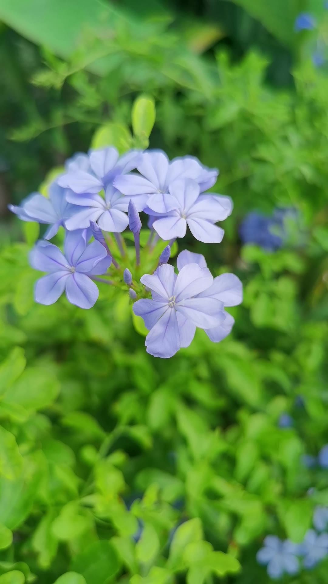 阳光下的花1