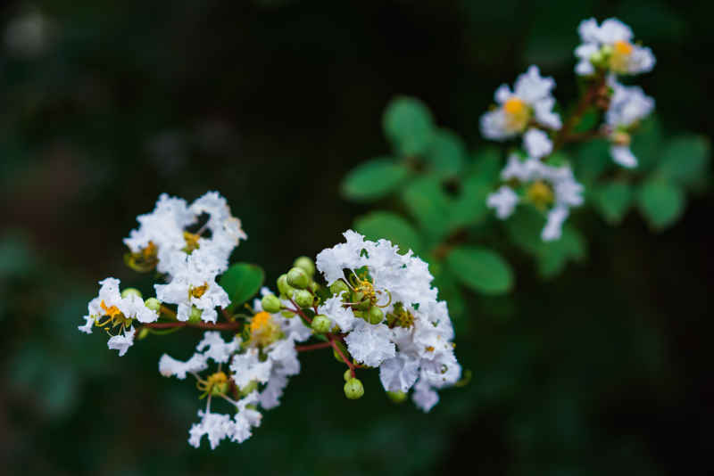 紫薇花 36