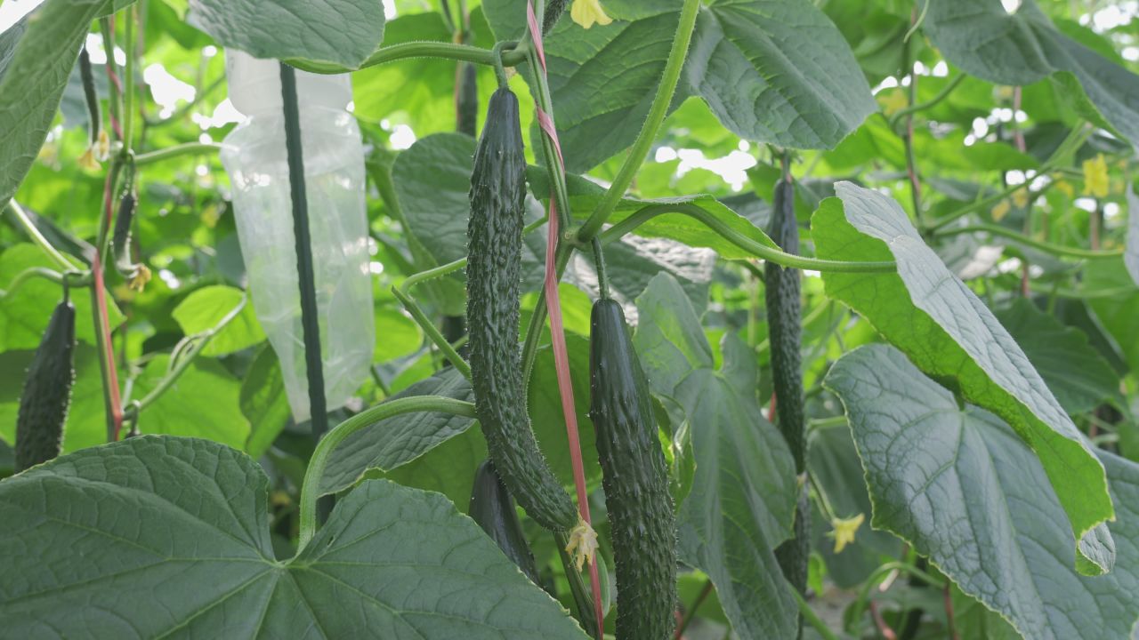 黄瓜种植 14