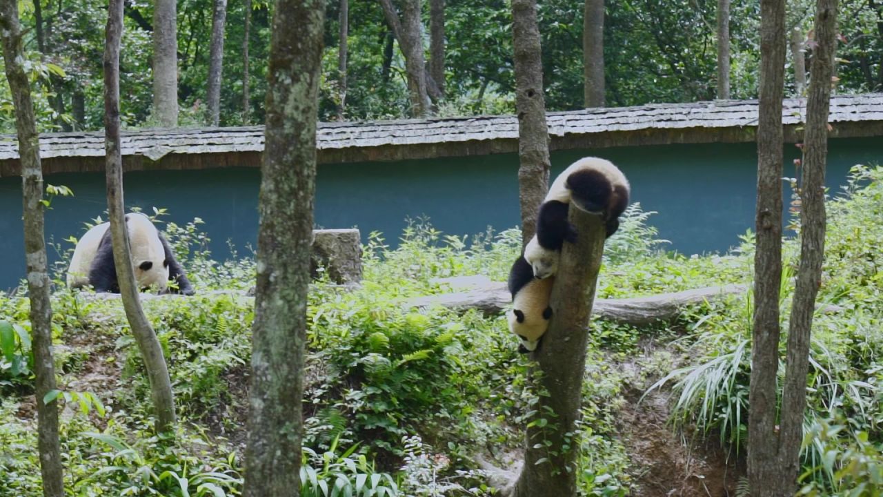 幼年大熊猫在树干上玩耍