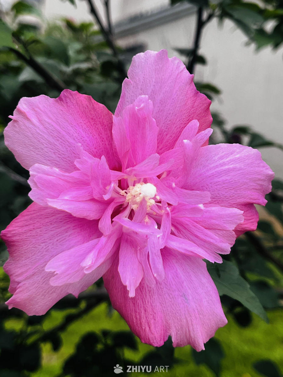 绽放的粉色花朵