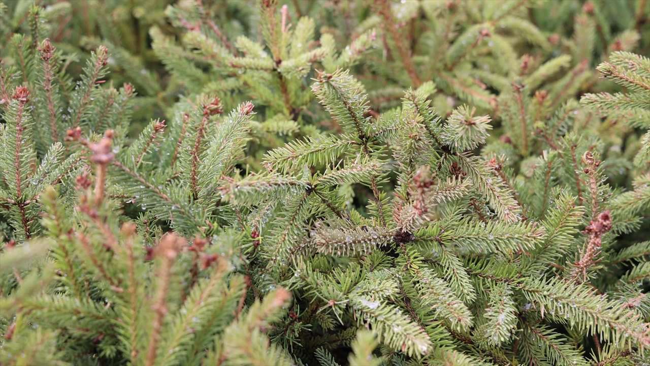植树节