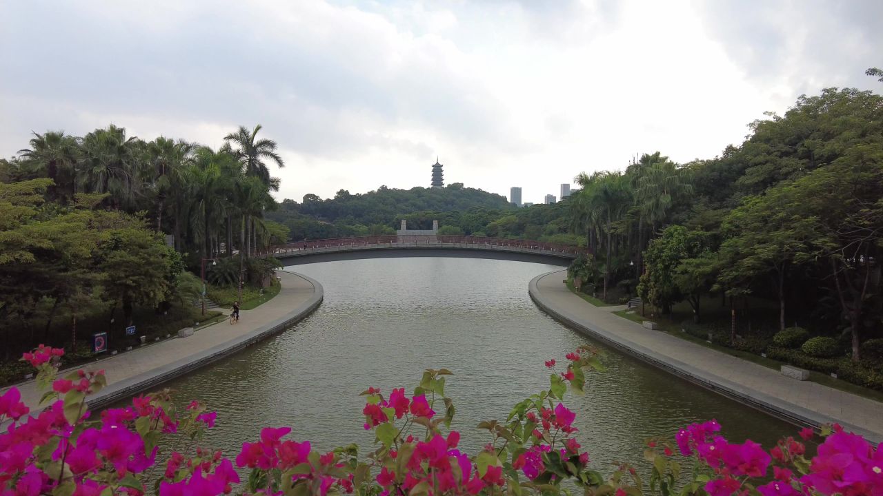 实拍盛开的鲜花三角梅 