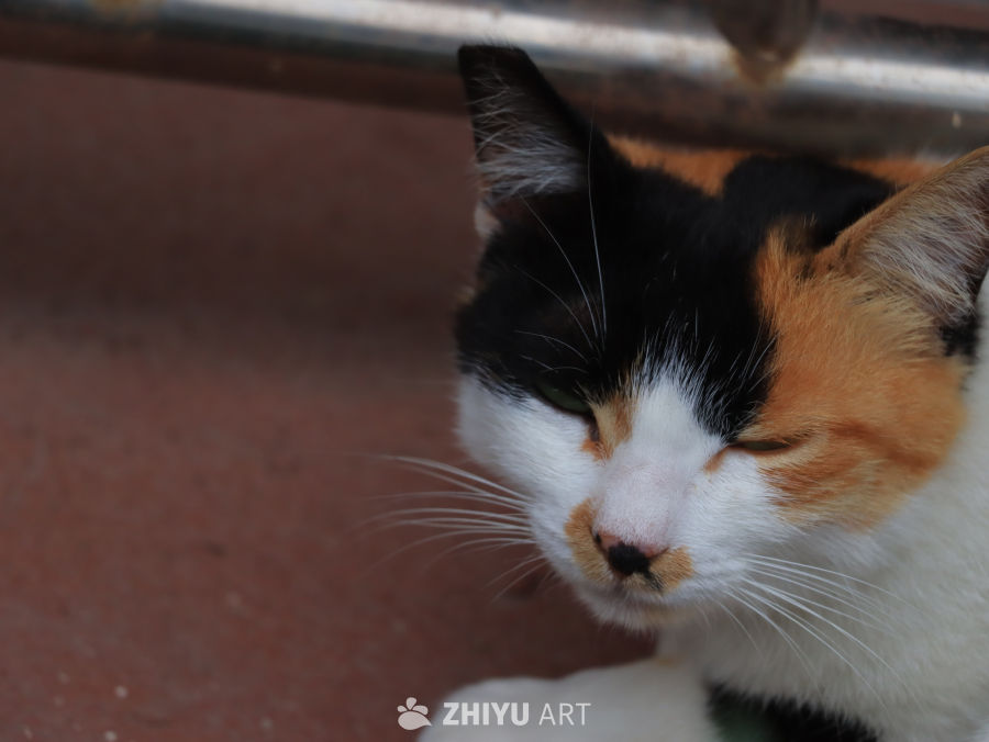 三色猫的宁静时光