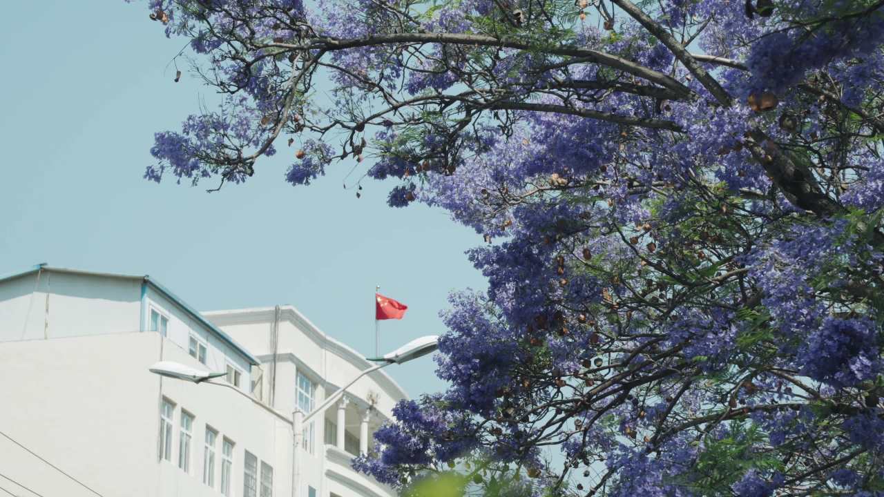 紫花树下的宁静