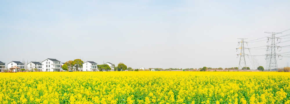 油菜花
