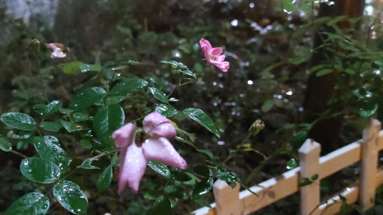 雨中摇曳的花朵特写