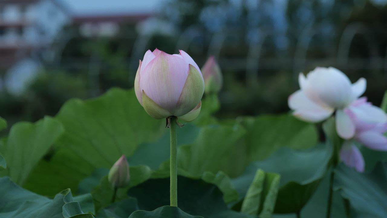 荷花 42