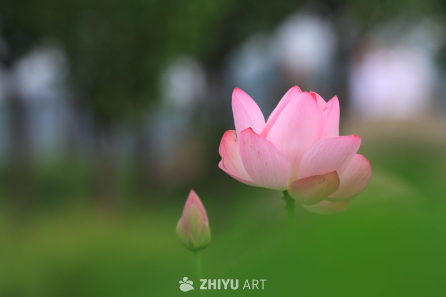 荷花 3