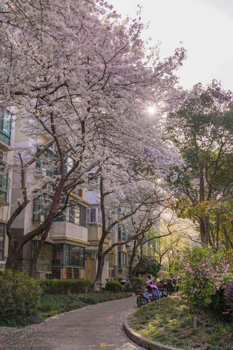 小区里的樱花树 4