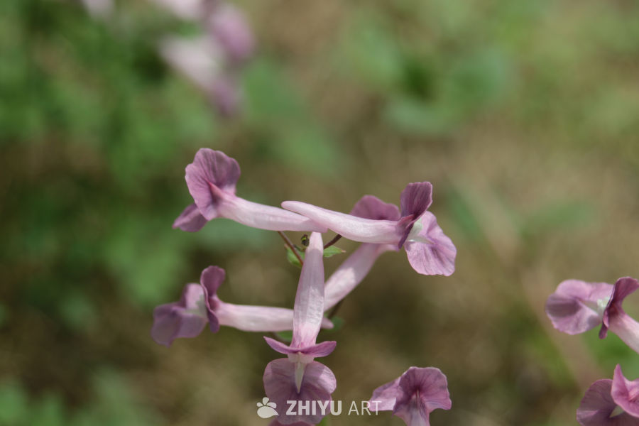 紫色花海的宁静时光