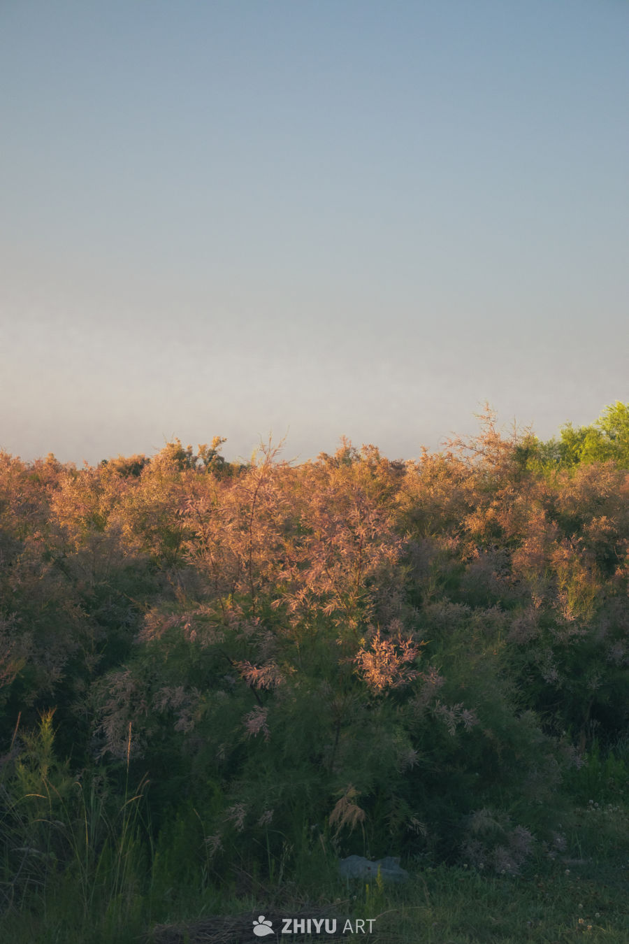 黄昏灌木丛的宁静之美