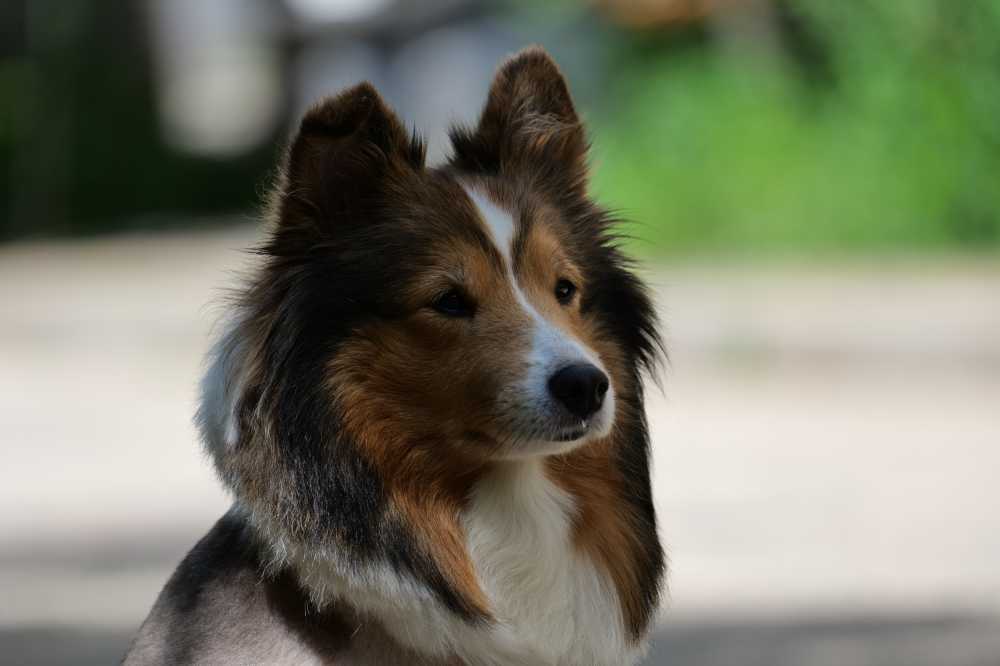 喜乐蒂牧羊犬