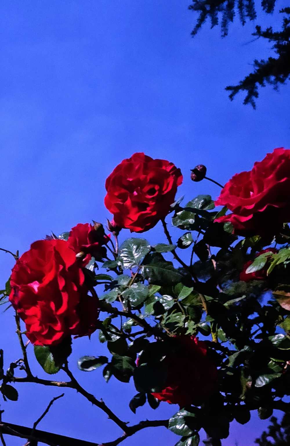 夜晚与花
