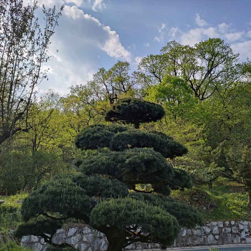 绿植