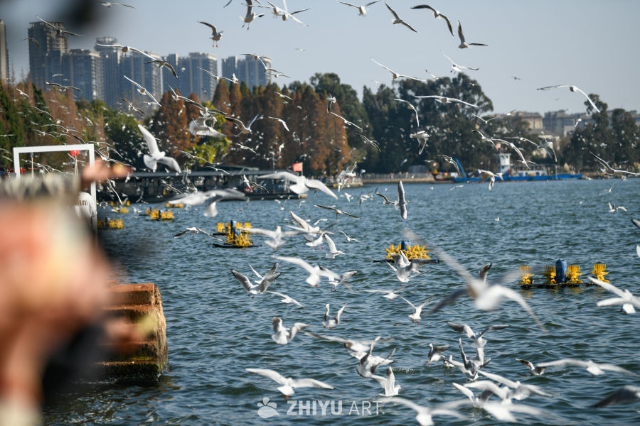 湿地公园  海鸥飞翔  鸟群飞翔 3