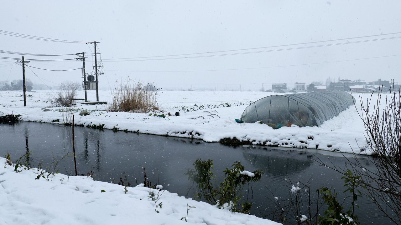 鹅毛大雪