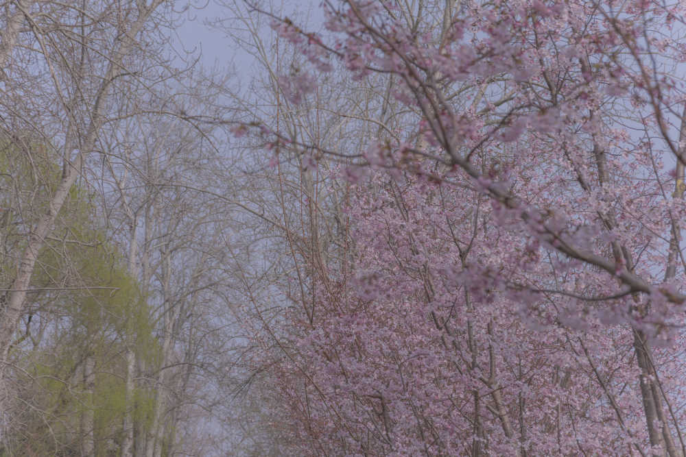 樱花绽放