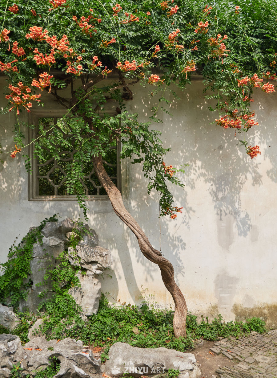 中式庭院墙畔凌霄花与怪石