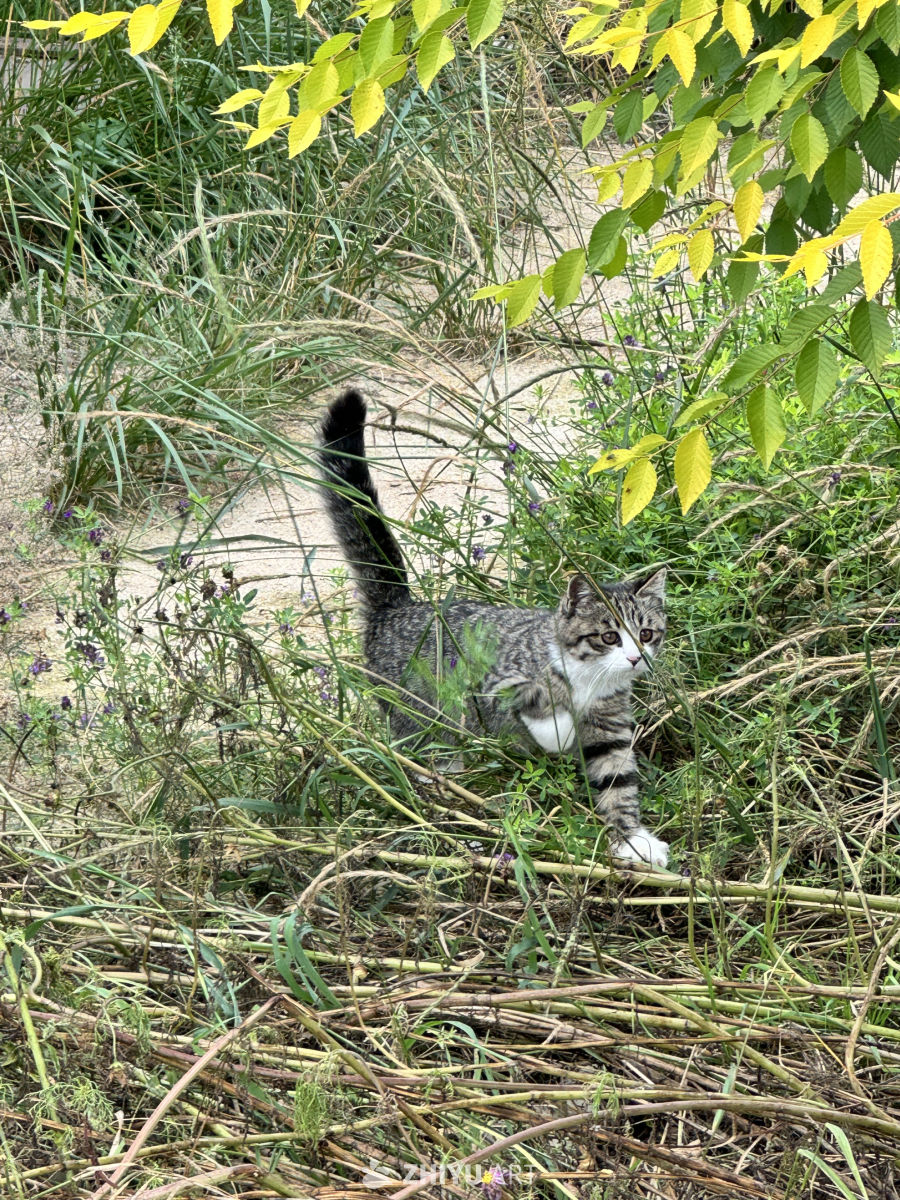 张北草原天路 9