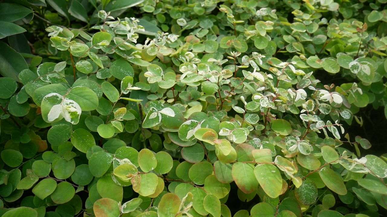 微风彩叶山漆茎