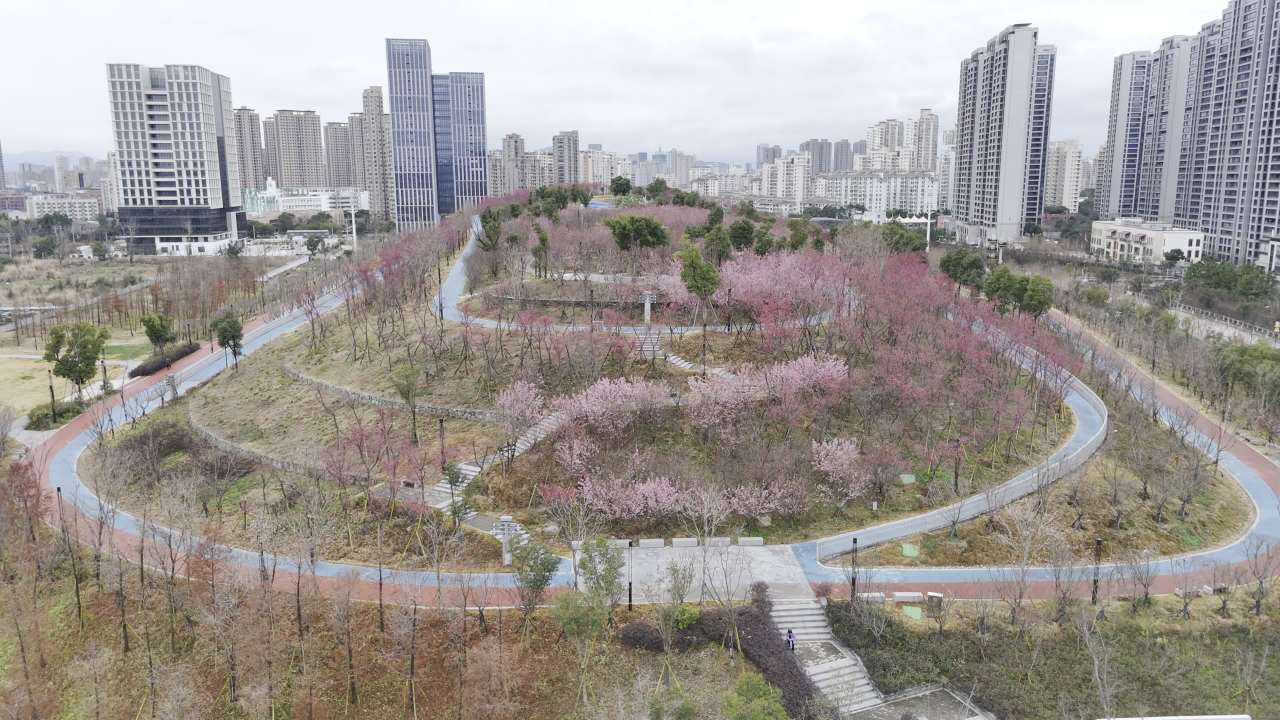 城市中的樱花公园