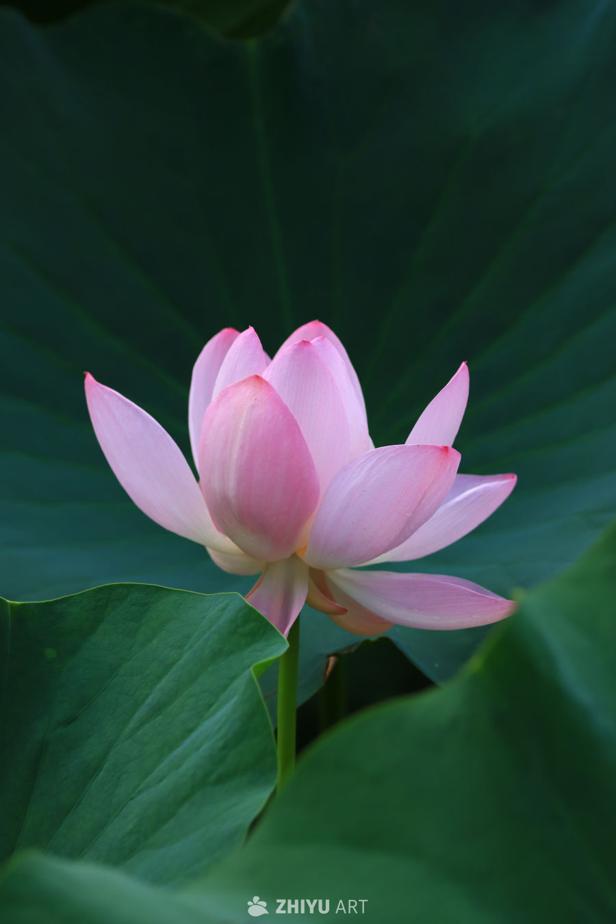 盛夏荷花 212