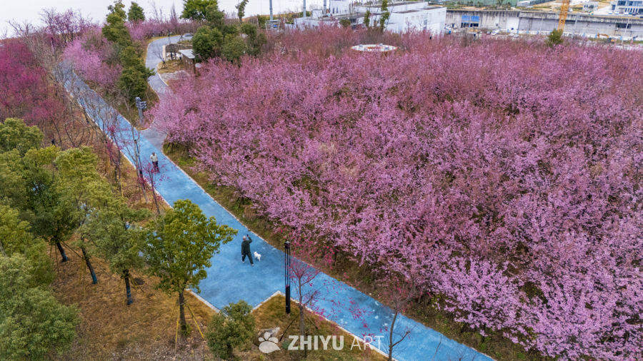 樱花盛开的公园