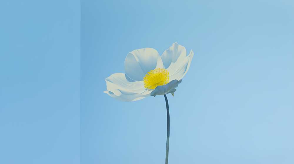 黄色的花和天蓝色