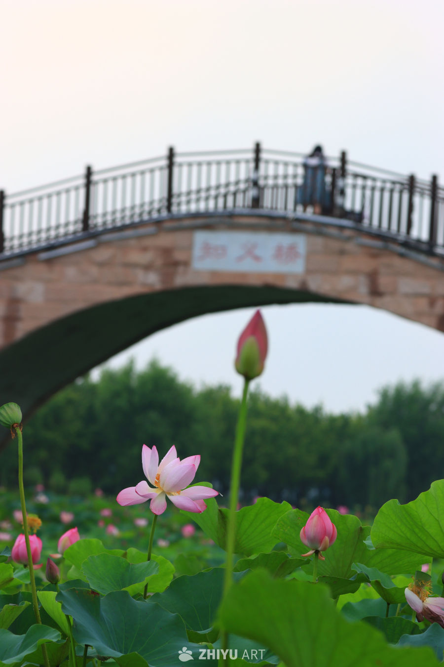 盛夏荷花 10