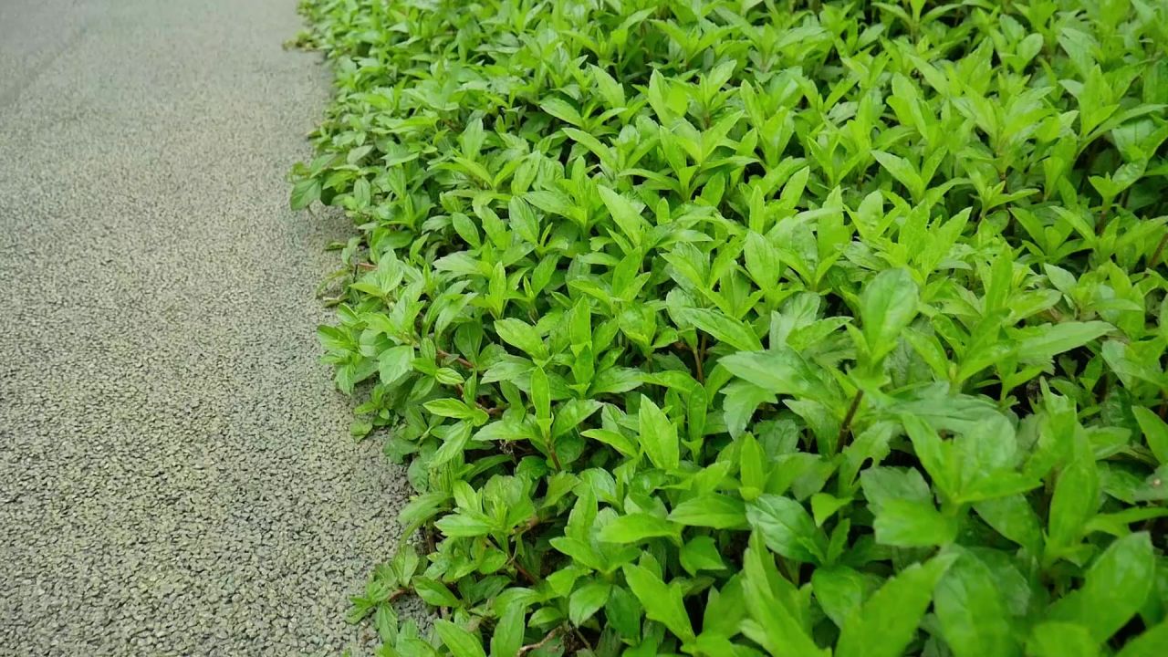 路边的南美蟛蜞菊