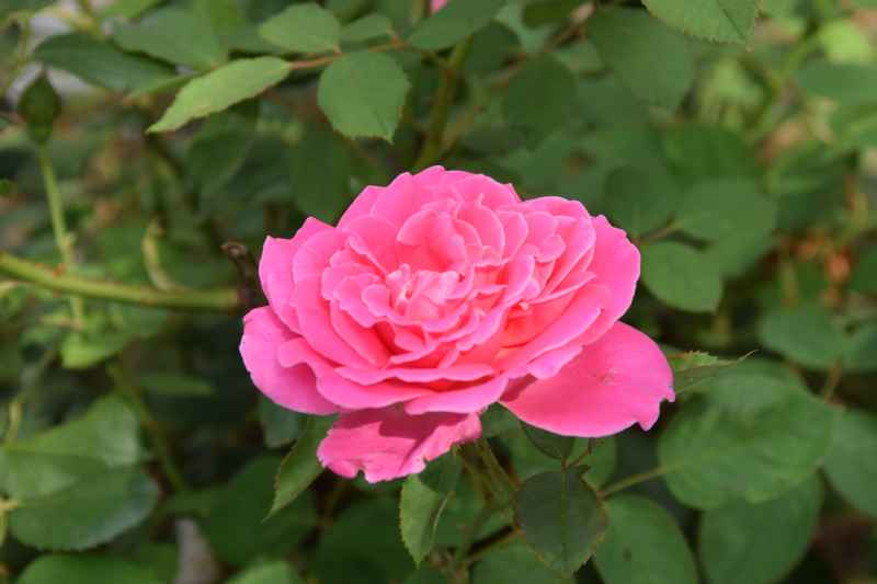 花开叶从