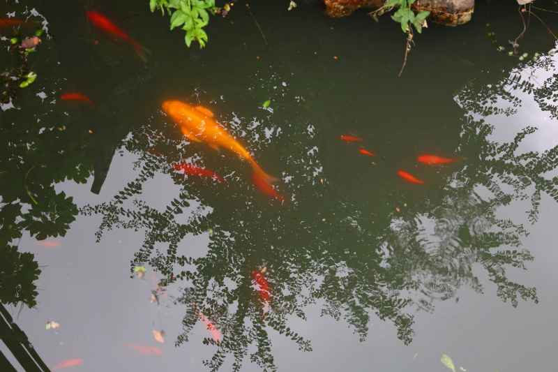 池鱼