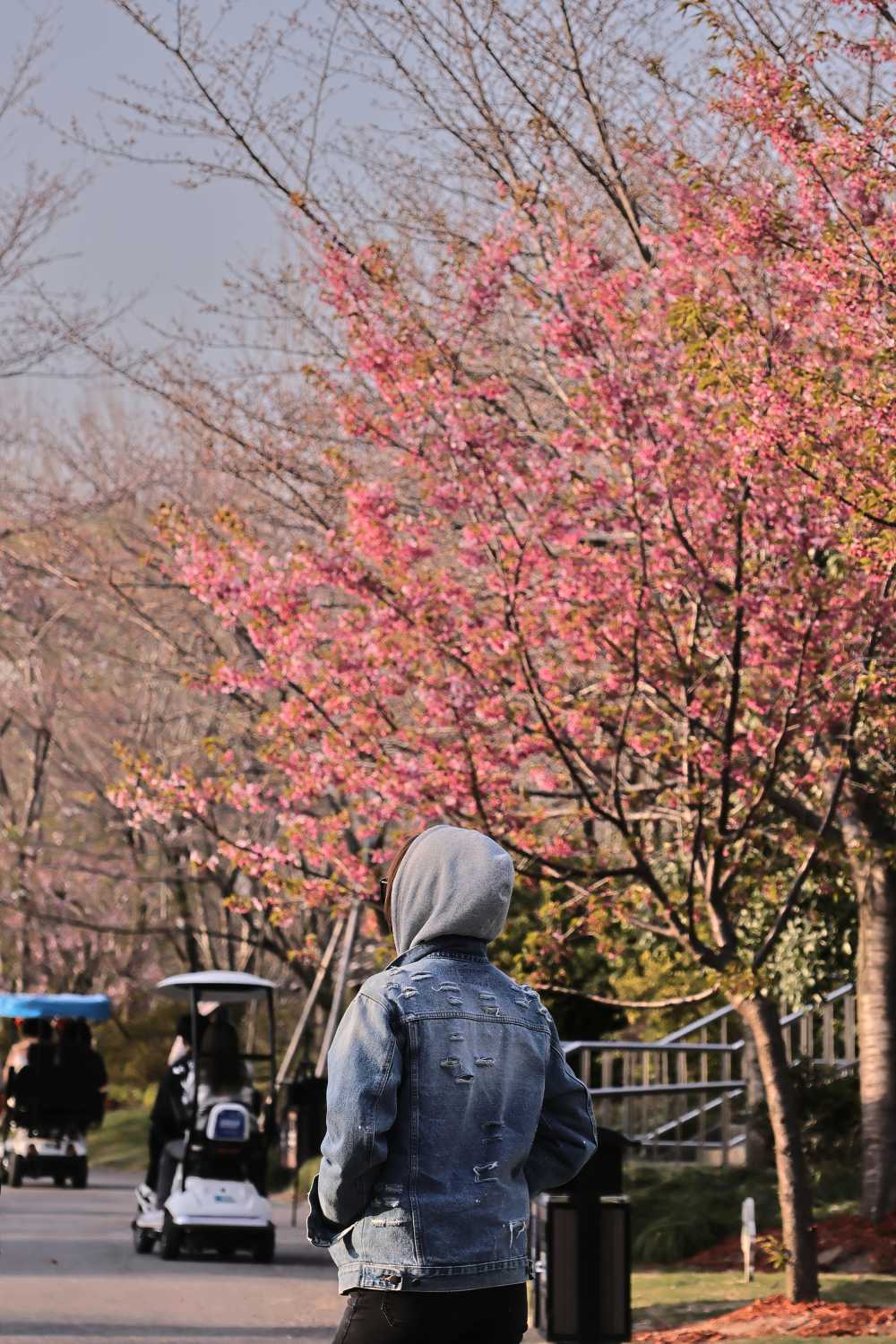 观樱花的人