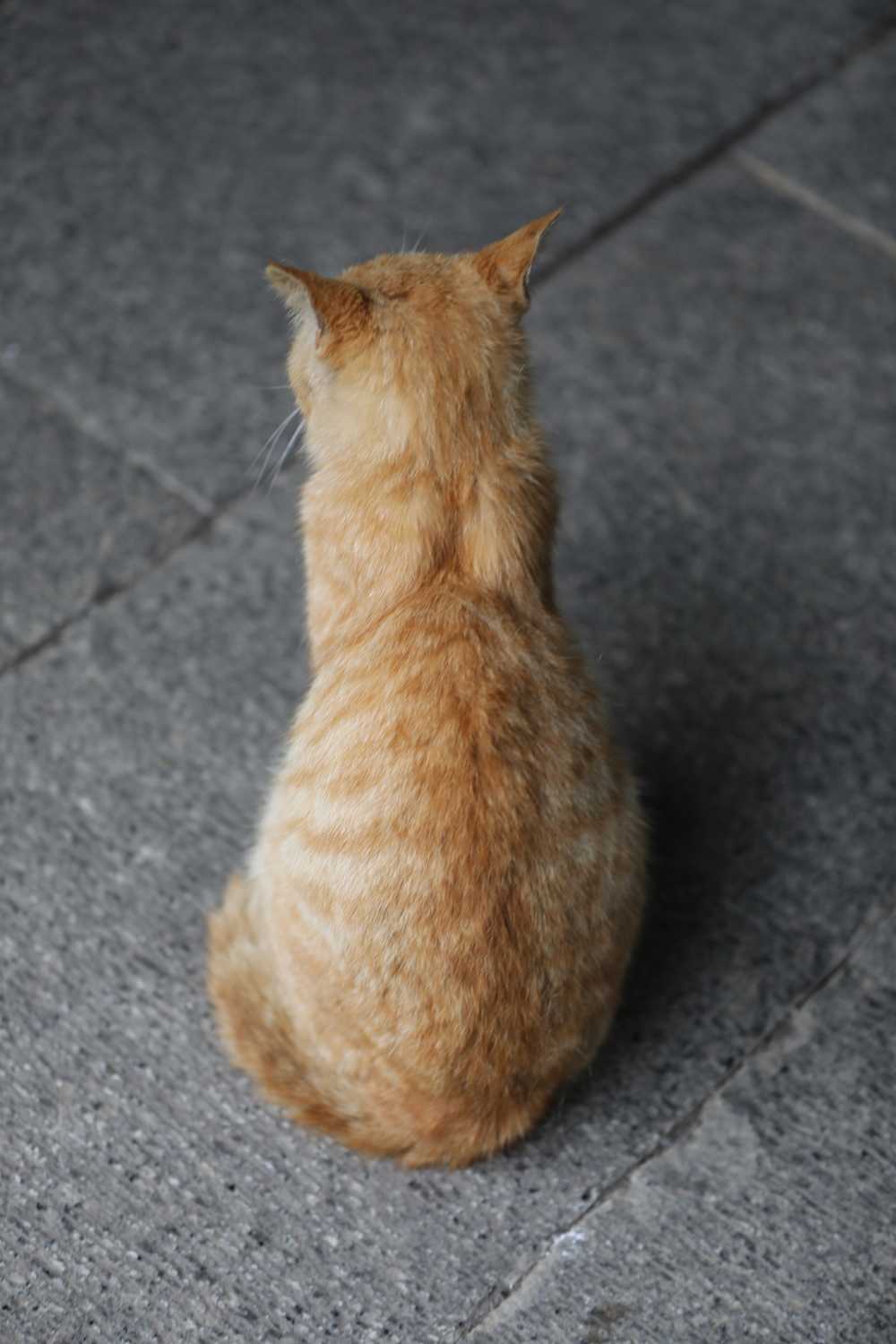 生气的猫