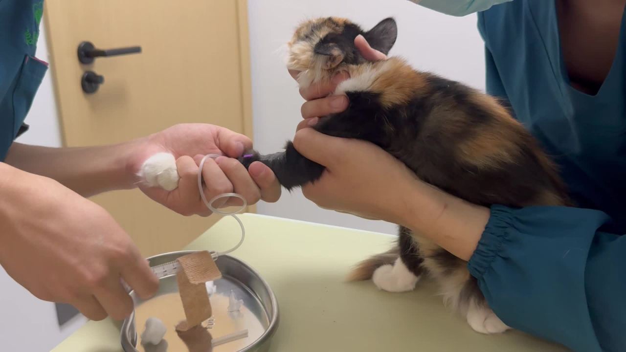医生对猫猫进行抽血与安抚