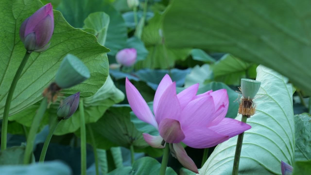 荷花 4