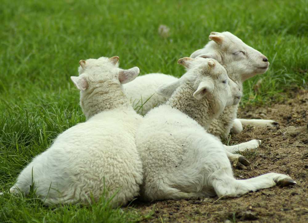 羊组一群团队