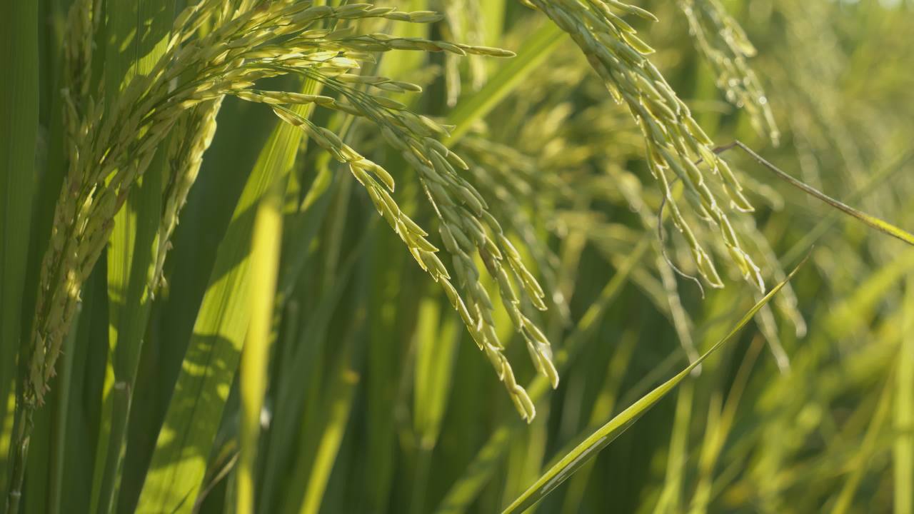 水稻五常大米田野粮食庄稼丰收 47