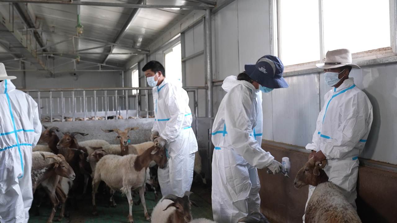 山羊养殖防疫工作